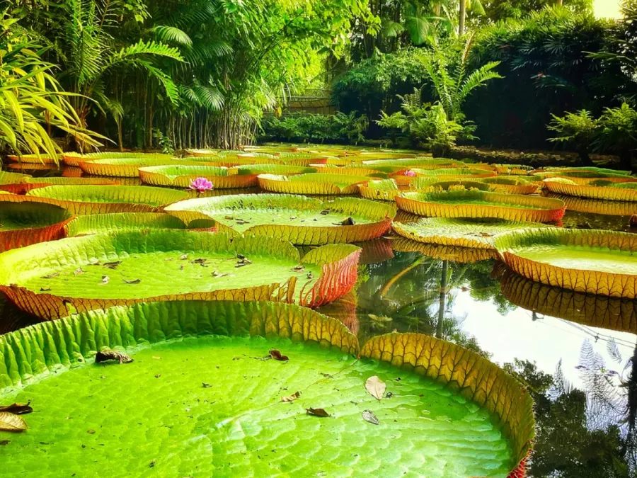 Imagem biodiversidade-amazonia